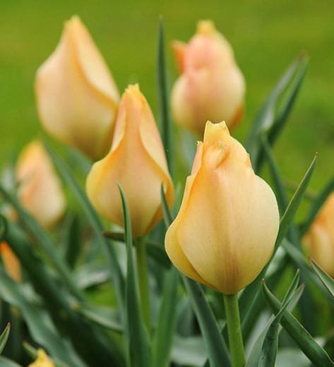 Tulip 'Bright Gem', Lady Tulip 'Bright Gem', Tulipa Linifolia 'Bright Gem', Botanical Tulips, Tulip Species, Rock Garden Tulips, Wild Tulips, Candle Stick Tulips